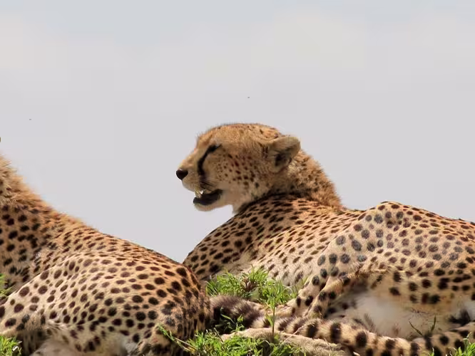 Serengeti Cheetahs
