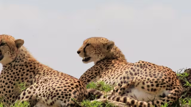 Serengeti Cheetahs