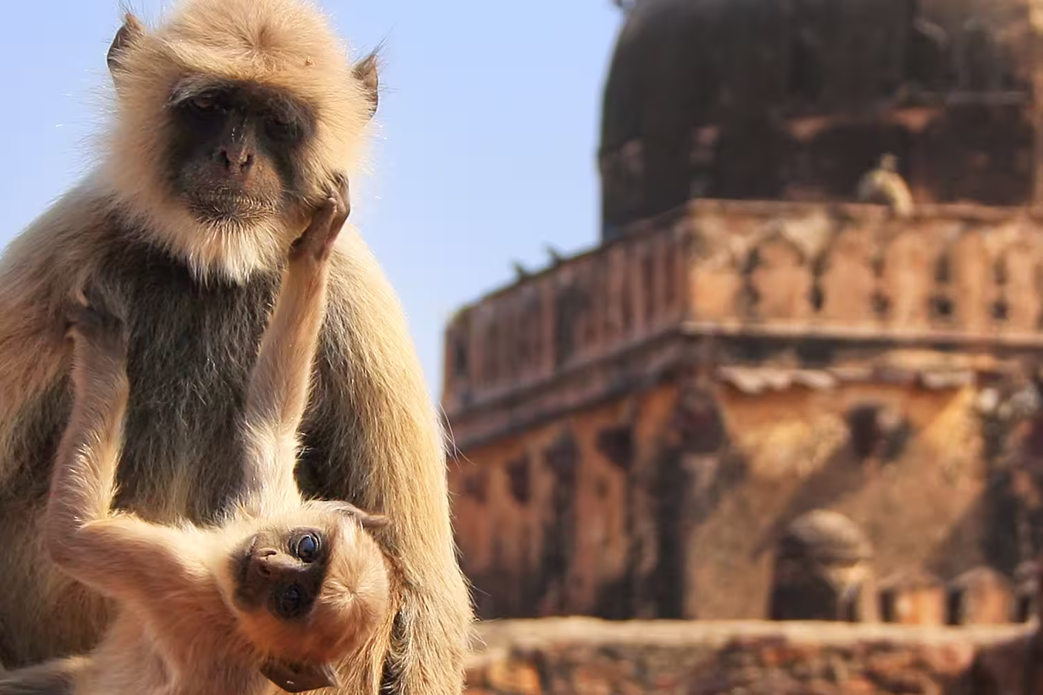 HHSC_GrayLangur_Ranthambore_Rajasthan
