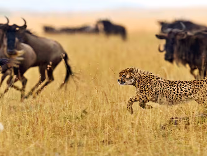 Cheetahs chase and hunt buffalo in Masai Mara