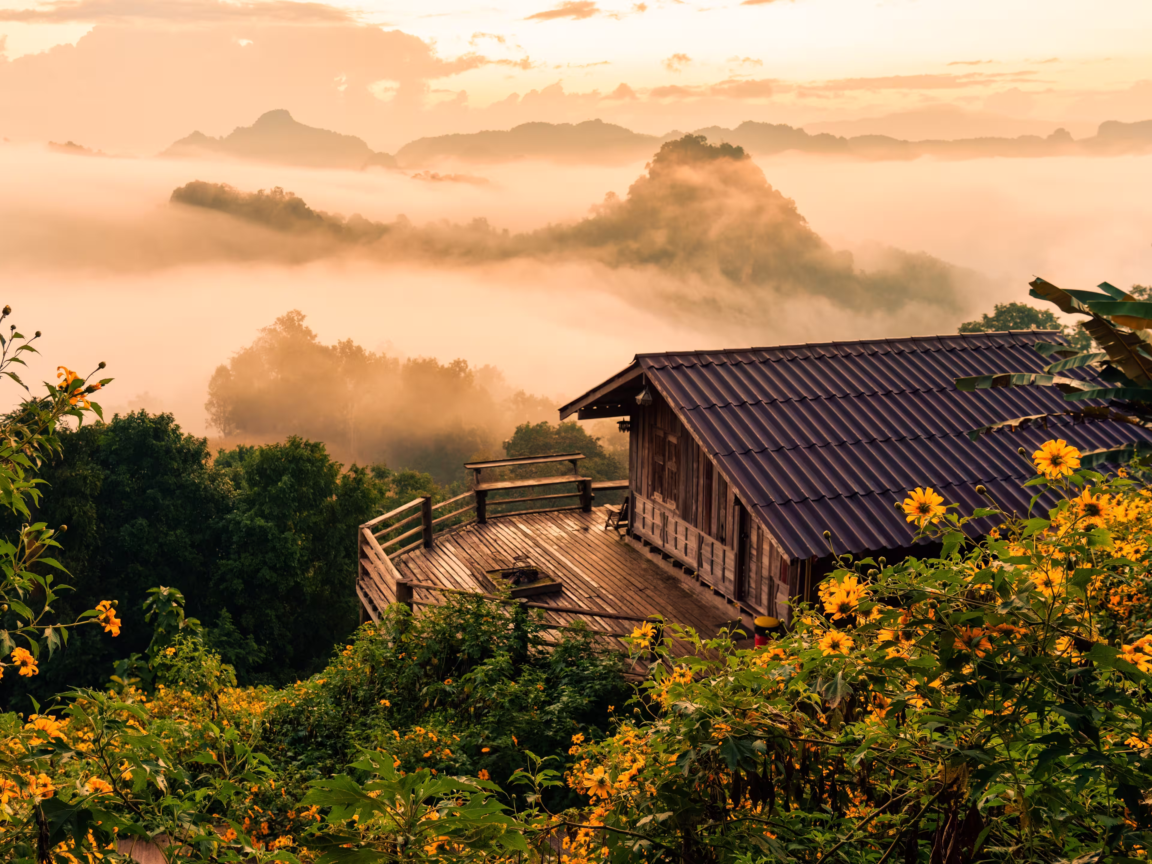 Beautiful golden sunrise over wooden homestay with foggy and Tree Marigold blooming in countryside at Ban Jabo, Mae Hong Son, Thailand