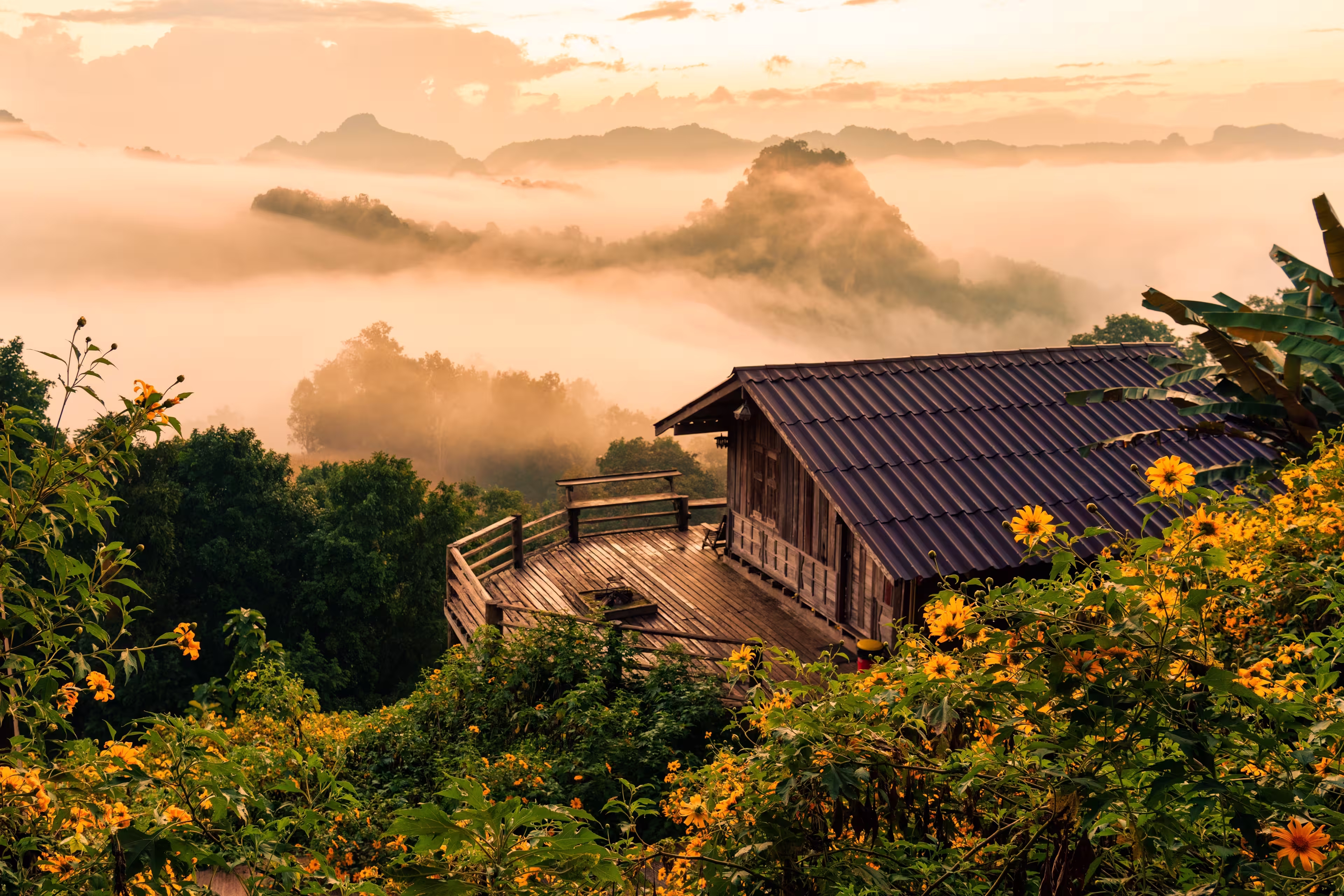 Beautiful golden sunrise over wooden homestay with foggy and Tree Marigold blooming in countryside at Ban Jabo, Mae Hong Son, Thailand