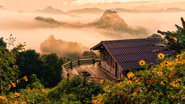Beautiful golden sunrise over wooden homestay with foggy and Tree Marigold blooming in countryside at Ban Jabo, Mae Hong Son, Thailand