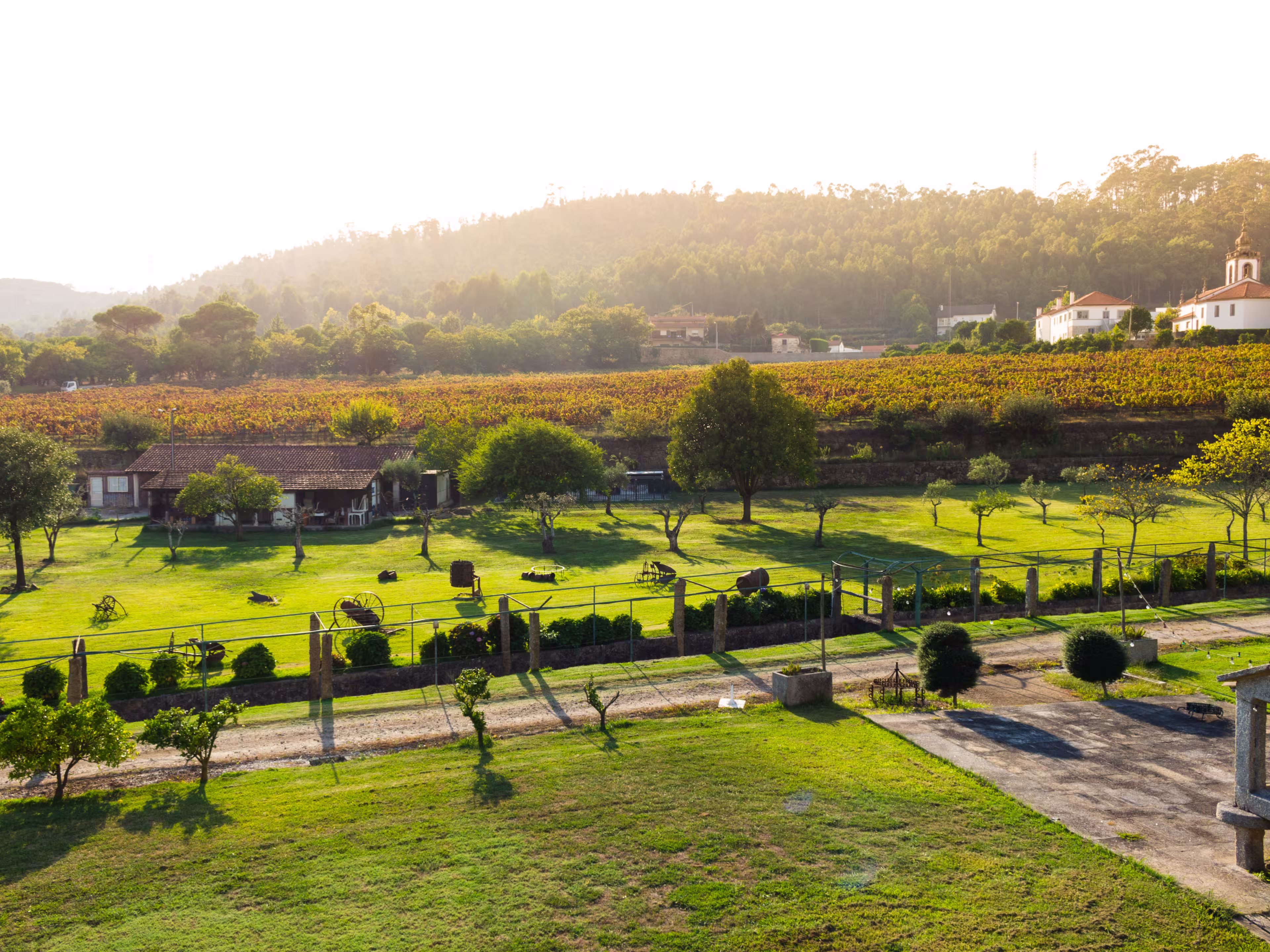 Vineyards prepared for the collection of grapes. Rows of red vineyards growing in the agricultural lands. Red grapes in the vineyard. Minho Region is the biggest wine producing region in Portugal.
