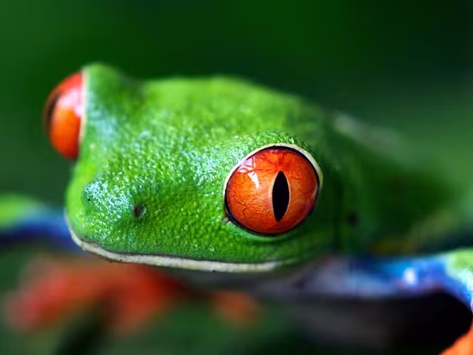 Treefrog in Costa Rica