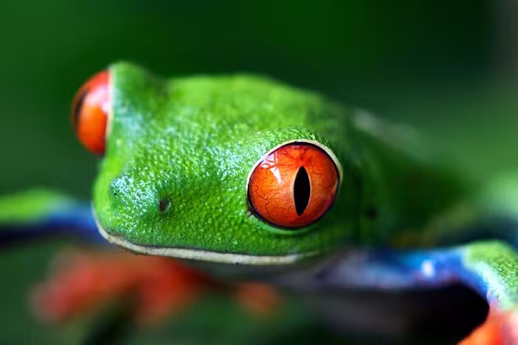 Best of Costa Rica Family Holiday - 1