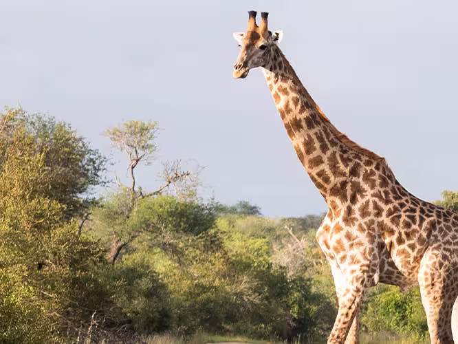 Giraffe crossing road in Kruger NP, Zimbabwe