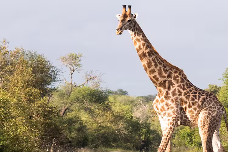 Premium Kenya & Southern Africa Highlights - 1