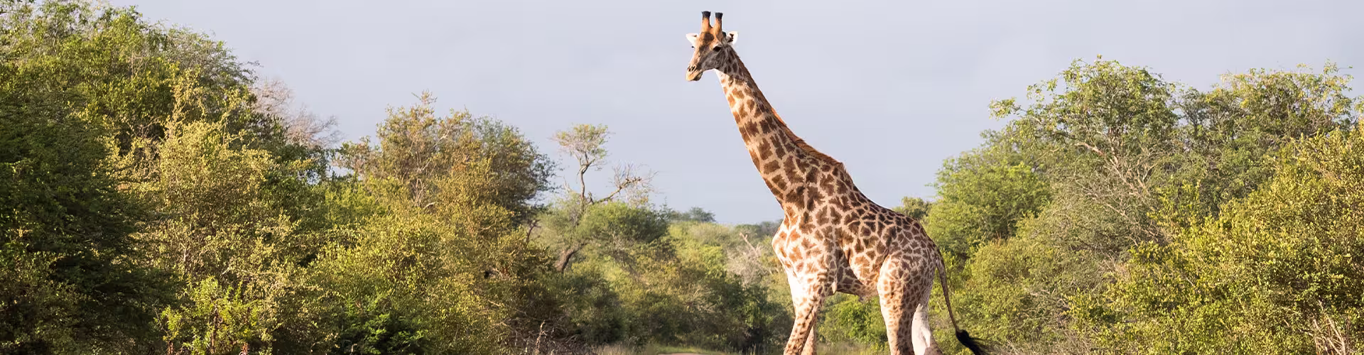 Premium Kenya & Southern Africa Highlights - 1