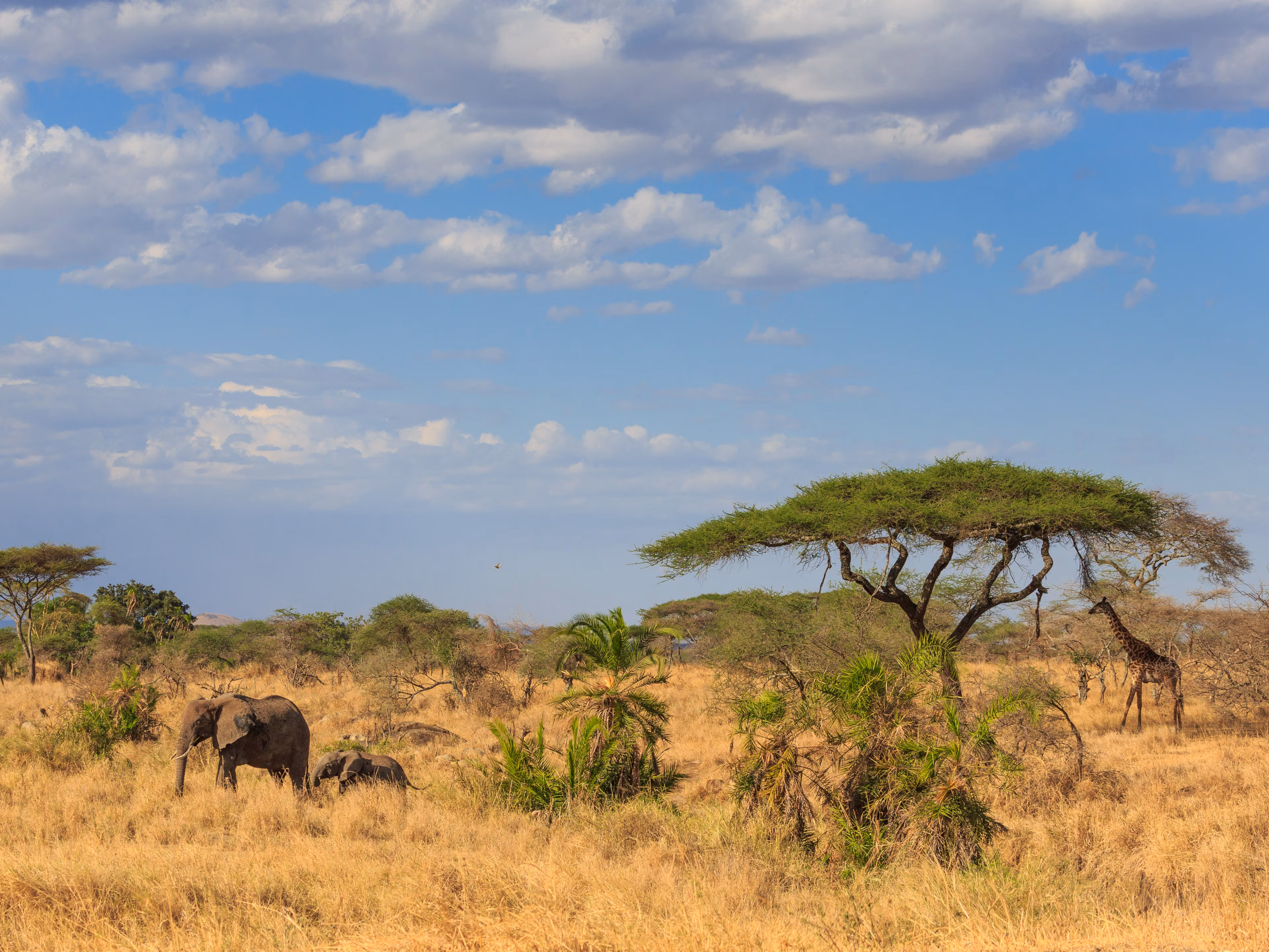 An Elephant and Giraffe under acacia tree in the African savannah  - Safari in Kenya and Tanzania