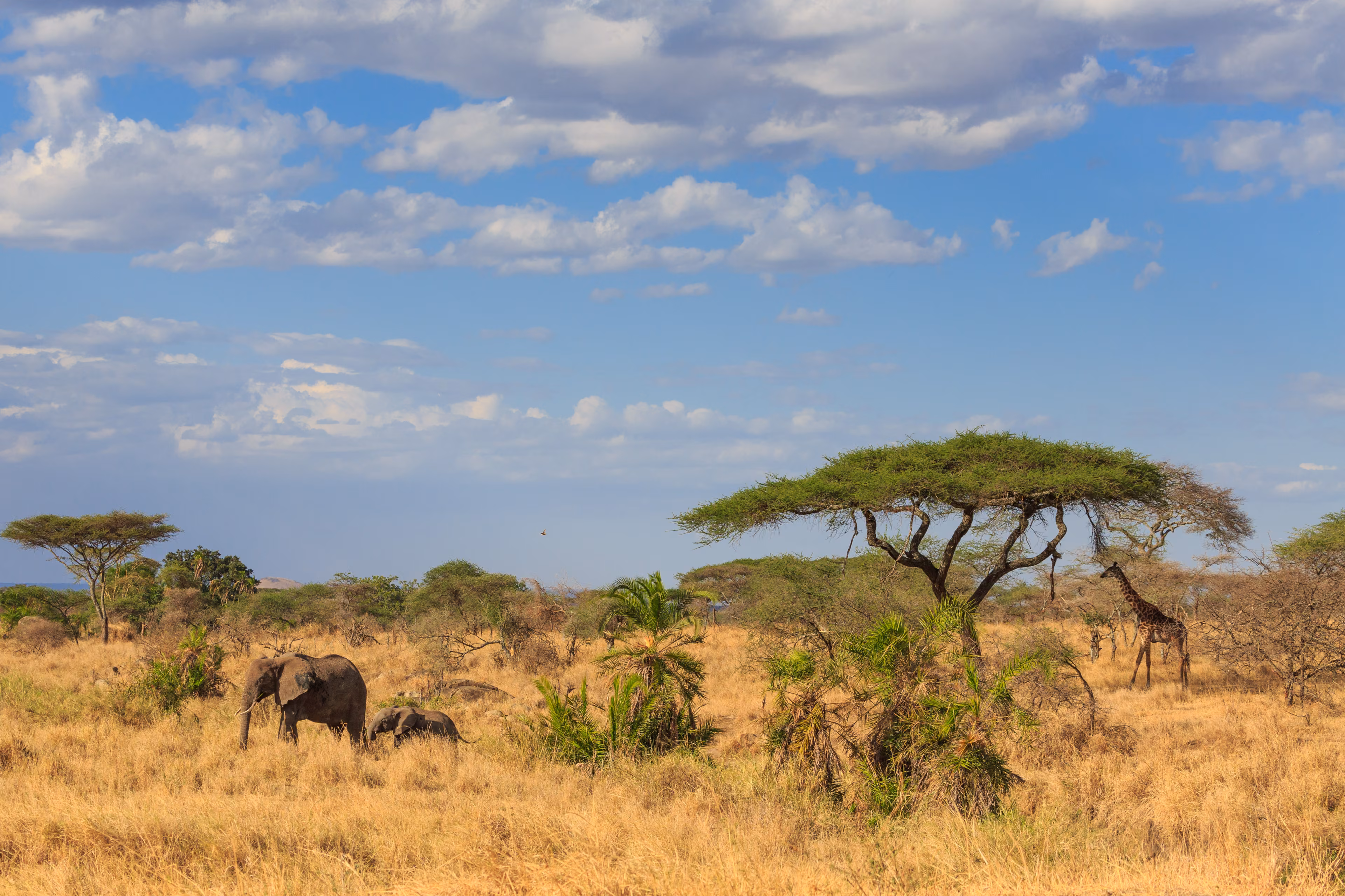 An Elephant and Giraffe under acacia tree in the African savannah - Safari in Kenya and Tanzania