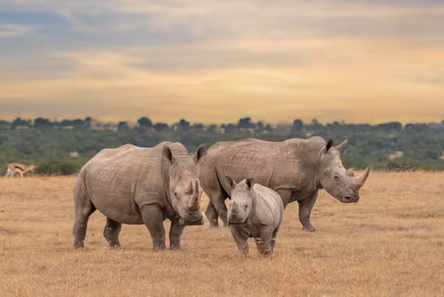 Herd of rhinos at Ol Pejeta Conservancy, Kenya
