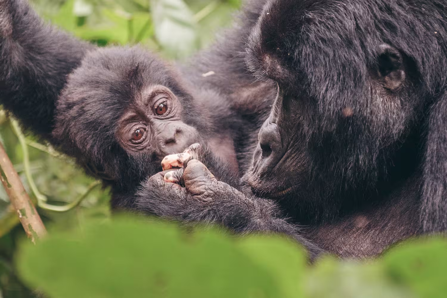 Beaches, Game Parks & Gorillas - 1