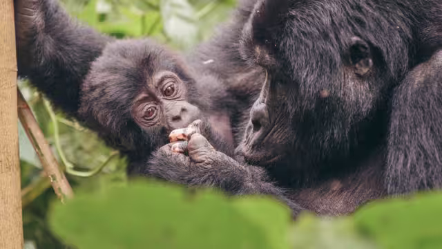 Journey through the heart of East Africa and be amazed by the astounding diversity in Kenya, Tanzania & Uganda
