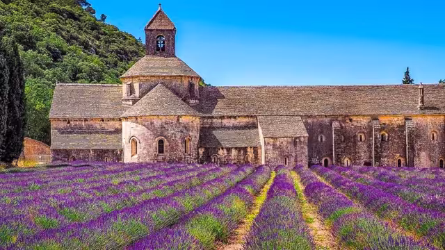 Lavendelfeld vor der Abbaye de Sénanque