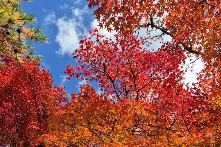 Japan – Küsten-Wanderreise von Osaka bis Tokyo