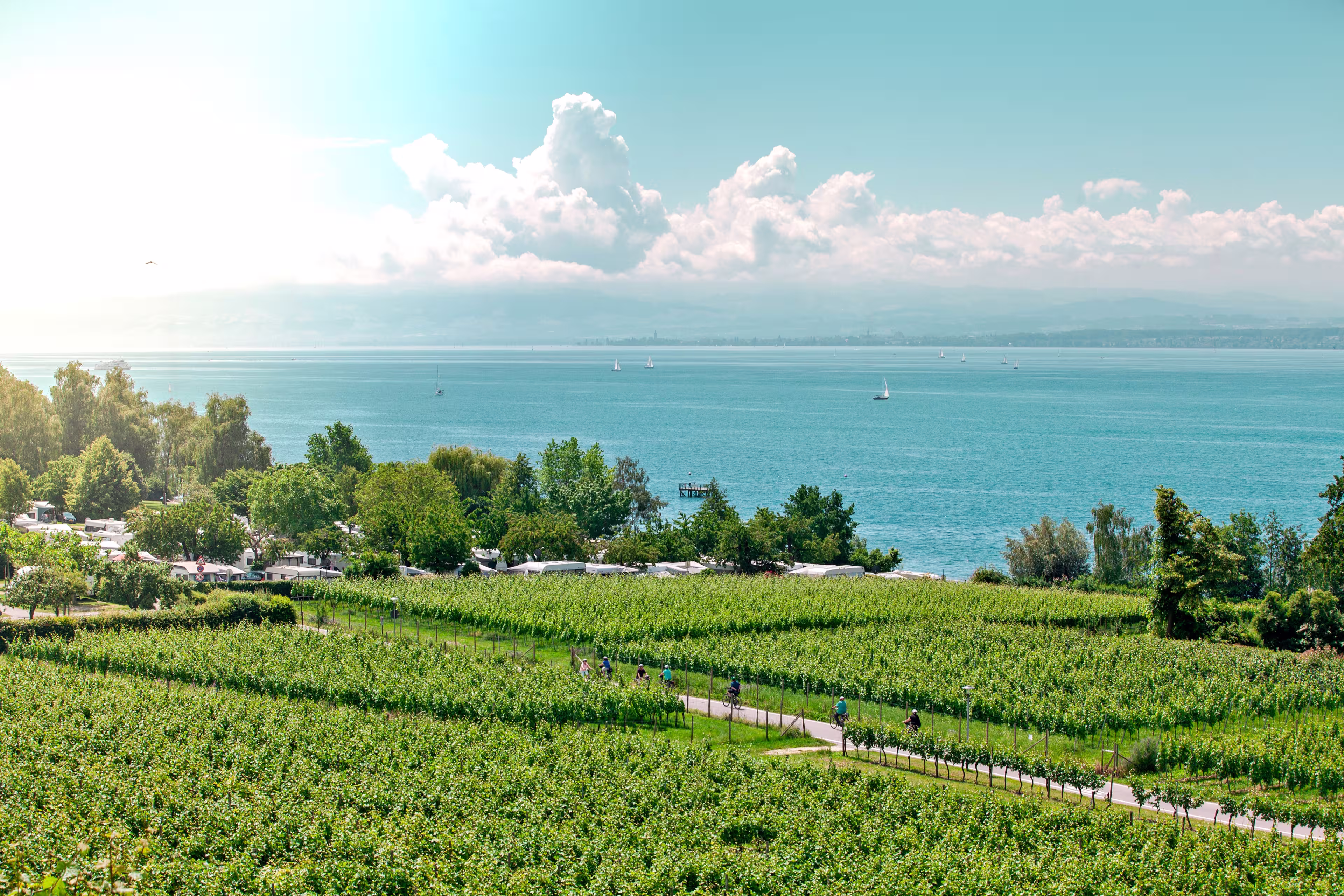 Radfahrer in einer Obstplantage am Bodensee