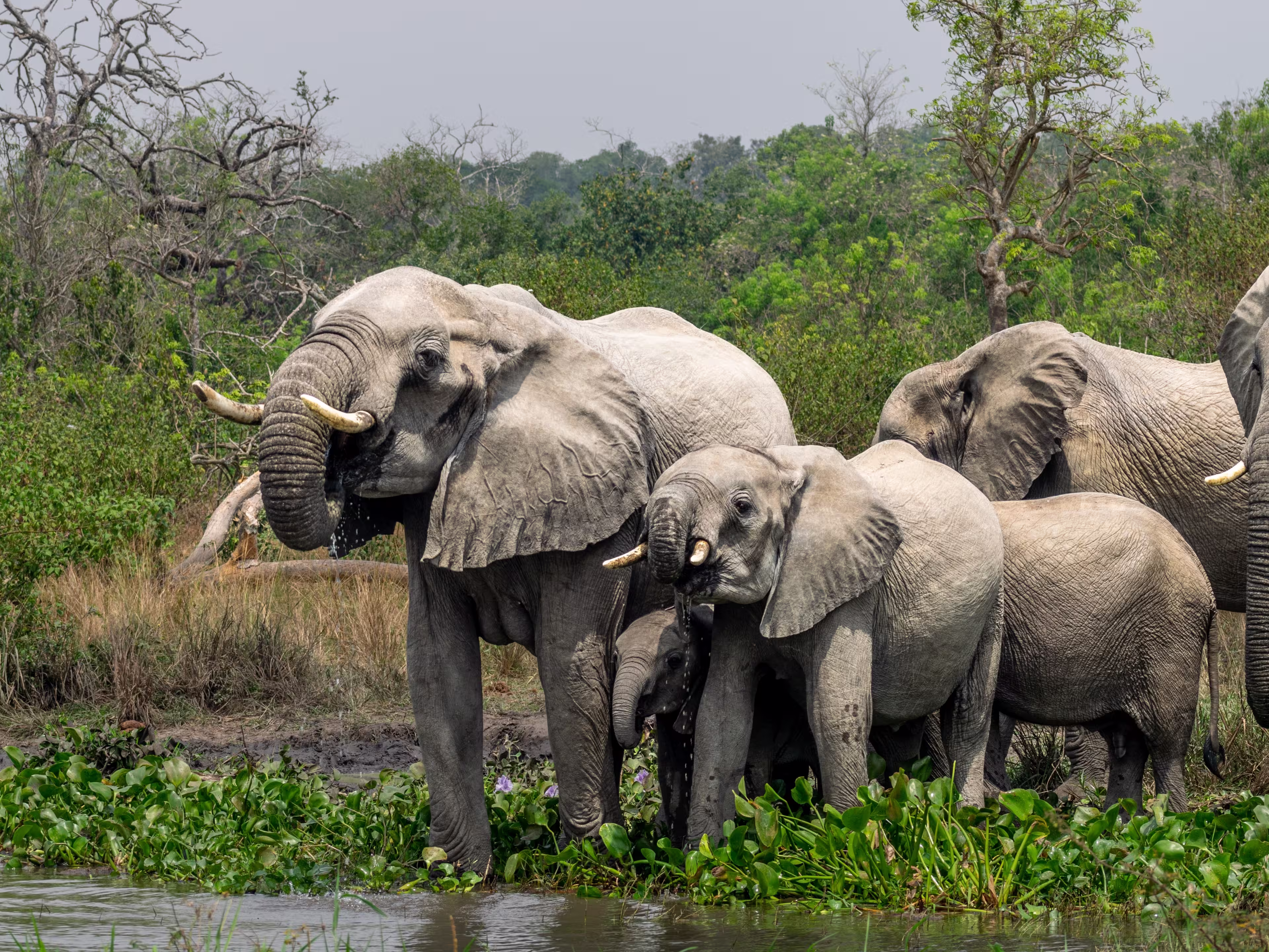 African Elephants drinking at the White Nile