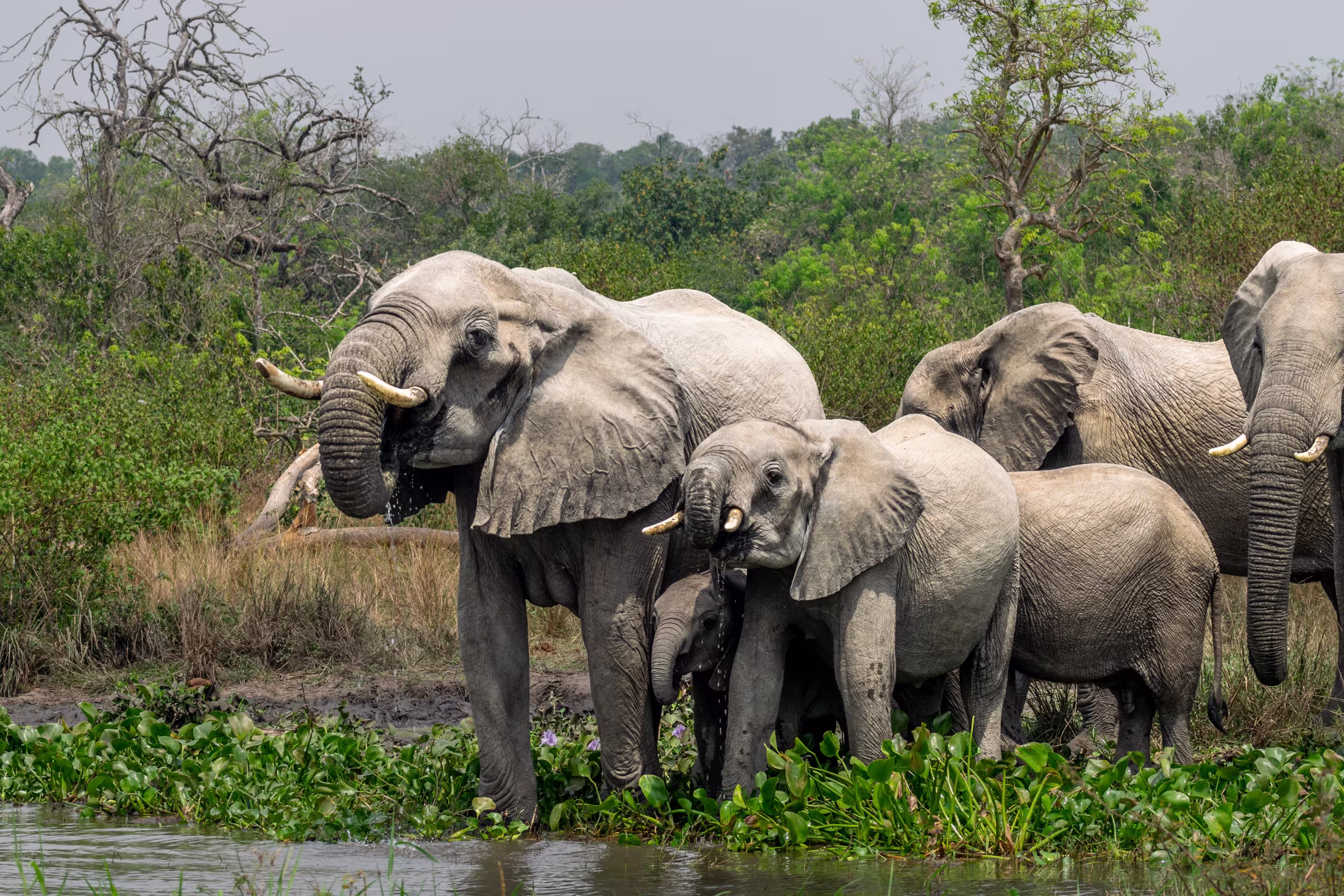 African Elephants drinking at the White Nile