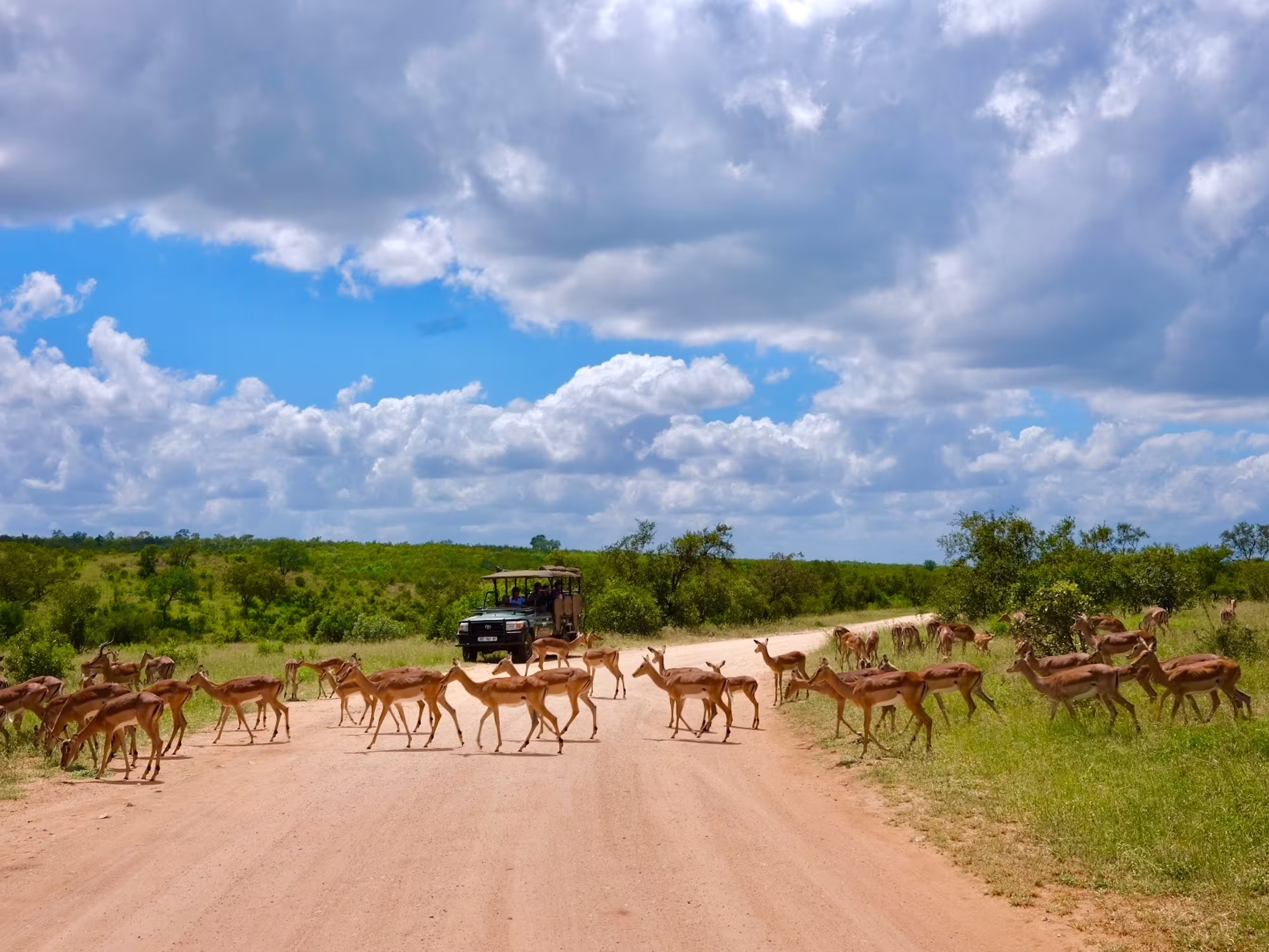 Impala in Safari: Graceful Wildlife Antelope Kruger National Park Crossing the Road