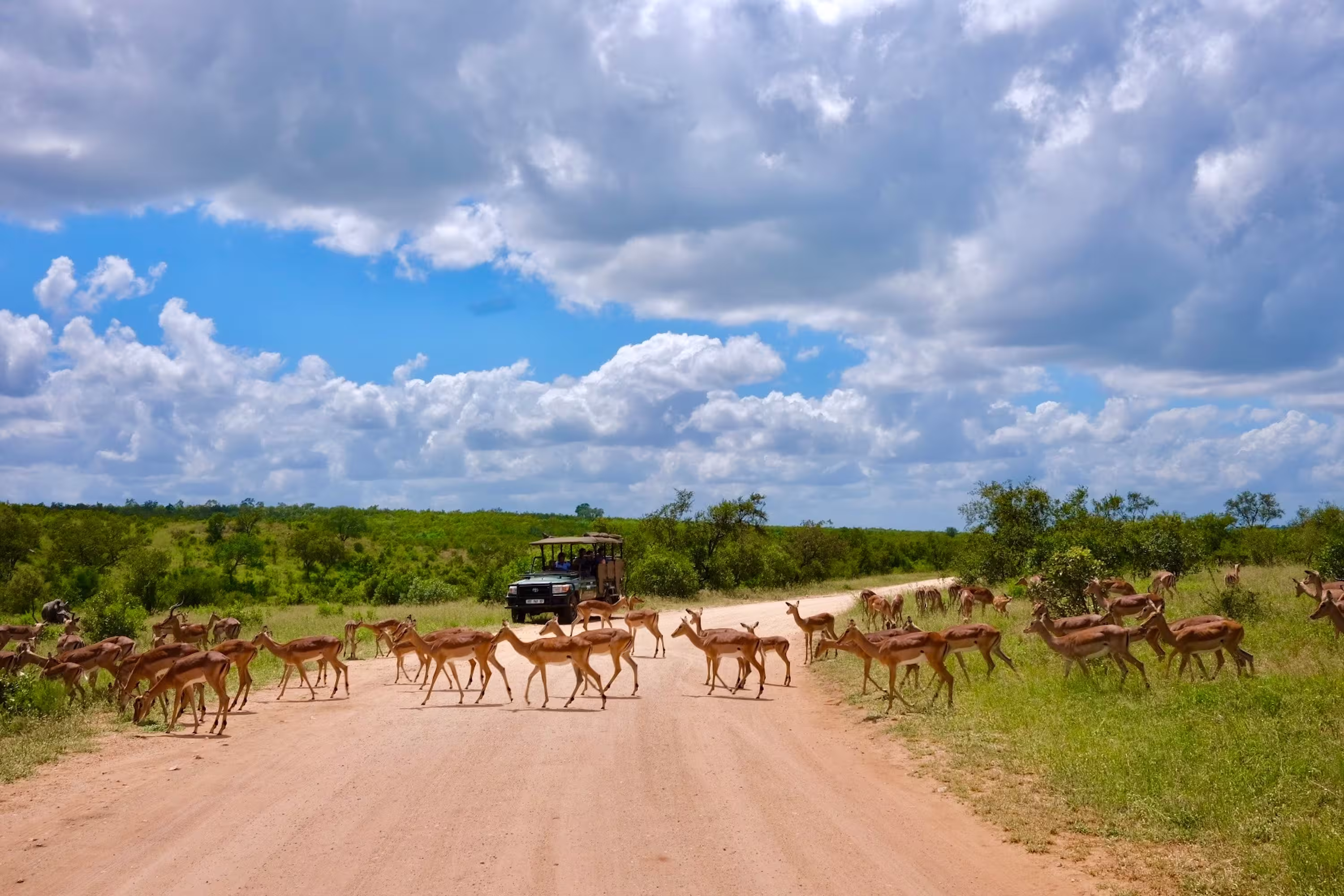 Impala in Safari: Graceful Wildlife Antelope Kruger National Park Crossing the Road