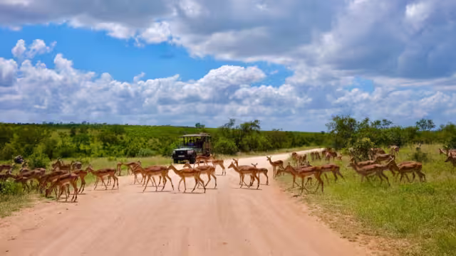 Impala in Safari: Graceful Wildlife Antelope Kruger National Park Crossing the Road