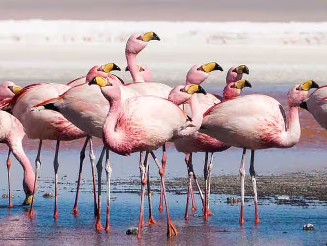 Flamingos gather at salar de uyuni in bolivia