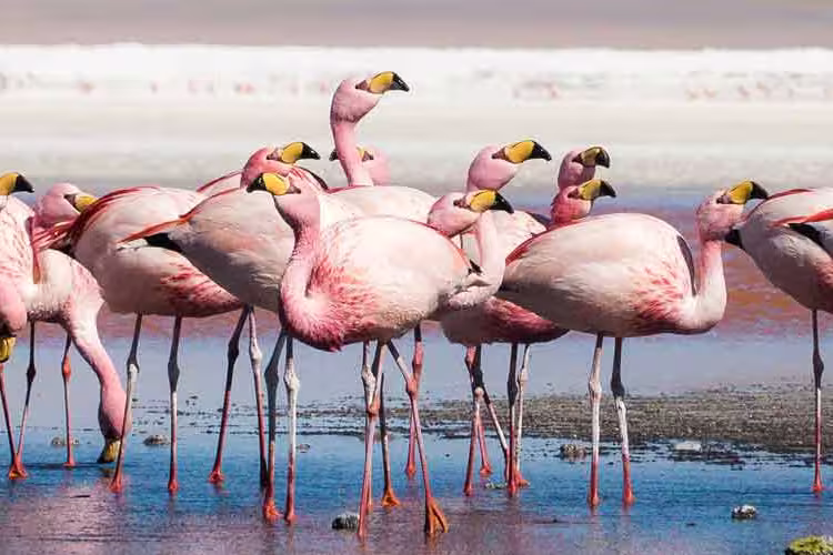 Flamingos gather at salar de uyuni in bolivia