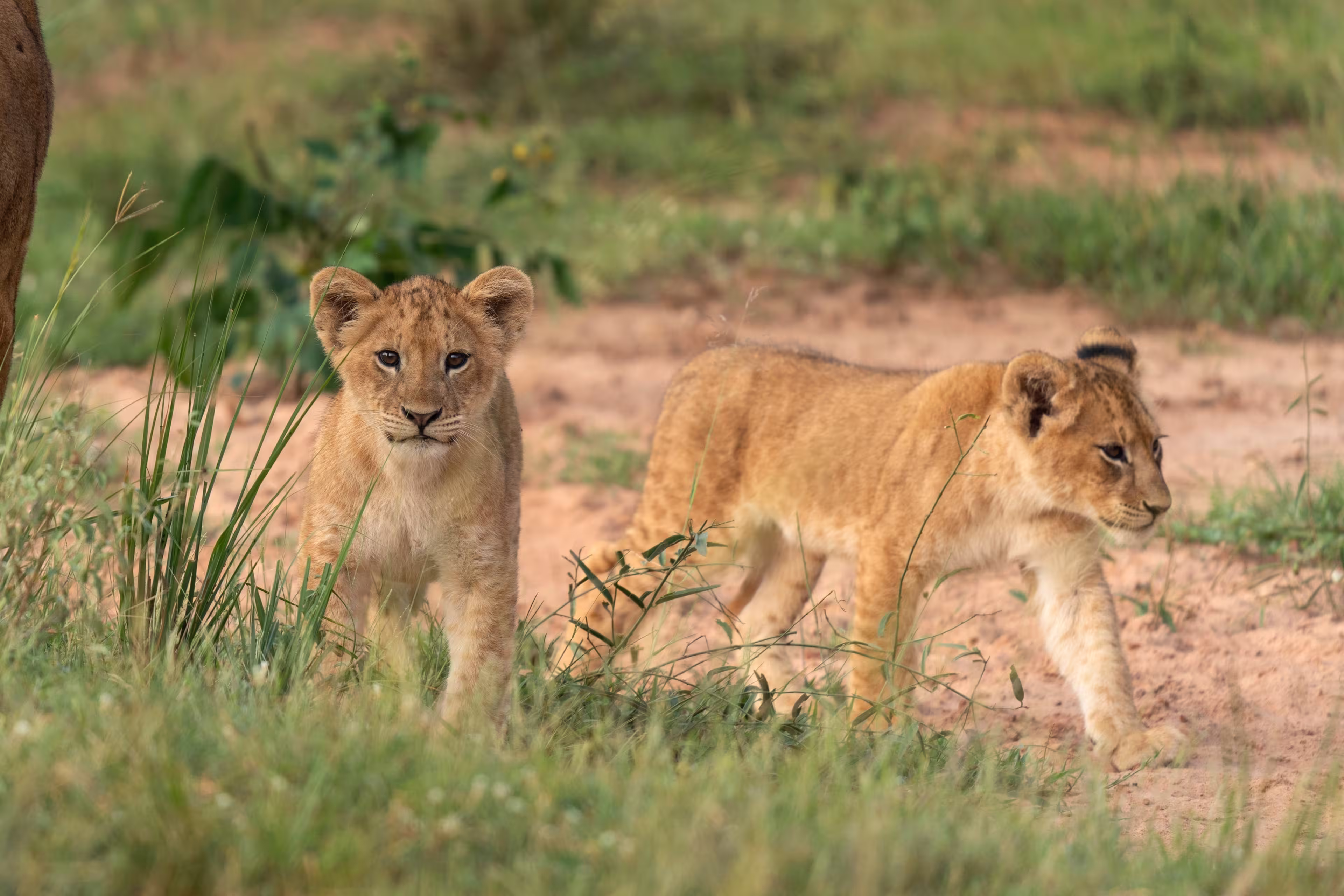 Lion in the Murchison Falls National park. Panthera leo lays in the grass. Safari in Uganda.