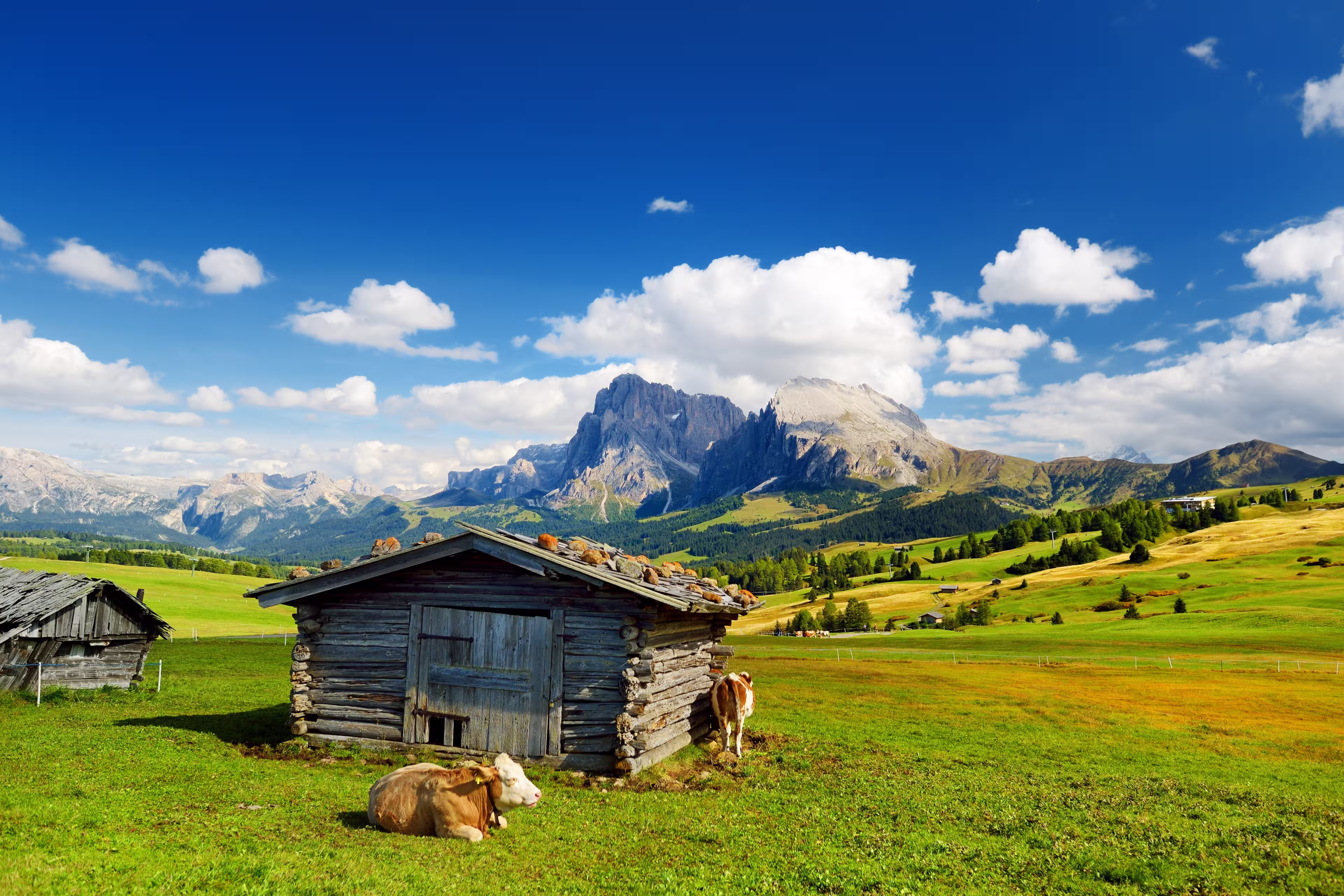 Cows in Seiser Alm, the largest high altitude Alpine meadow in Europe, stunning rocky mountains on the background. South Tyrol province of Italy, Dolomites.