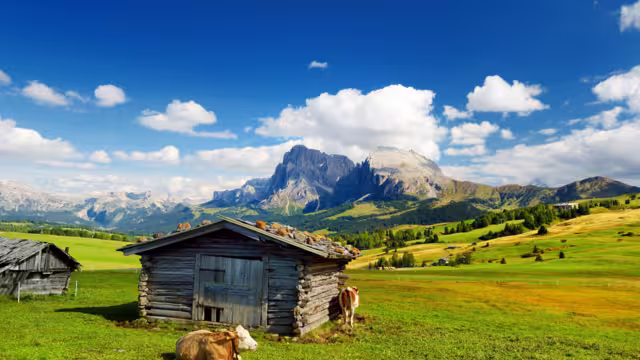 Cows in Seiser Alm, the largest high altitude Alpine meadow in Europe, stunning rocky mountains on the background. South Tyrol province of Italy, Dolomites.