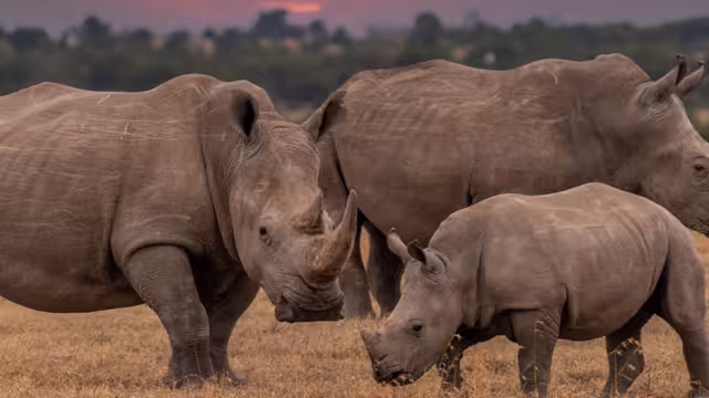 Group of rhinos at the Khama Rhino Sactuary, Botswana
