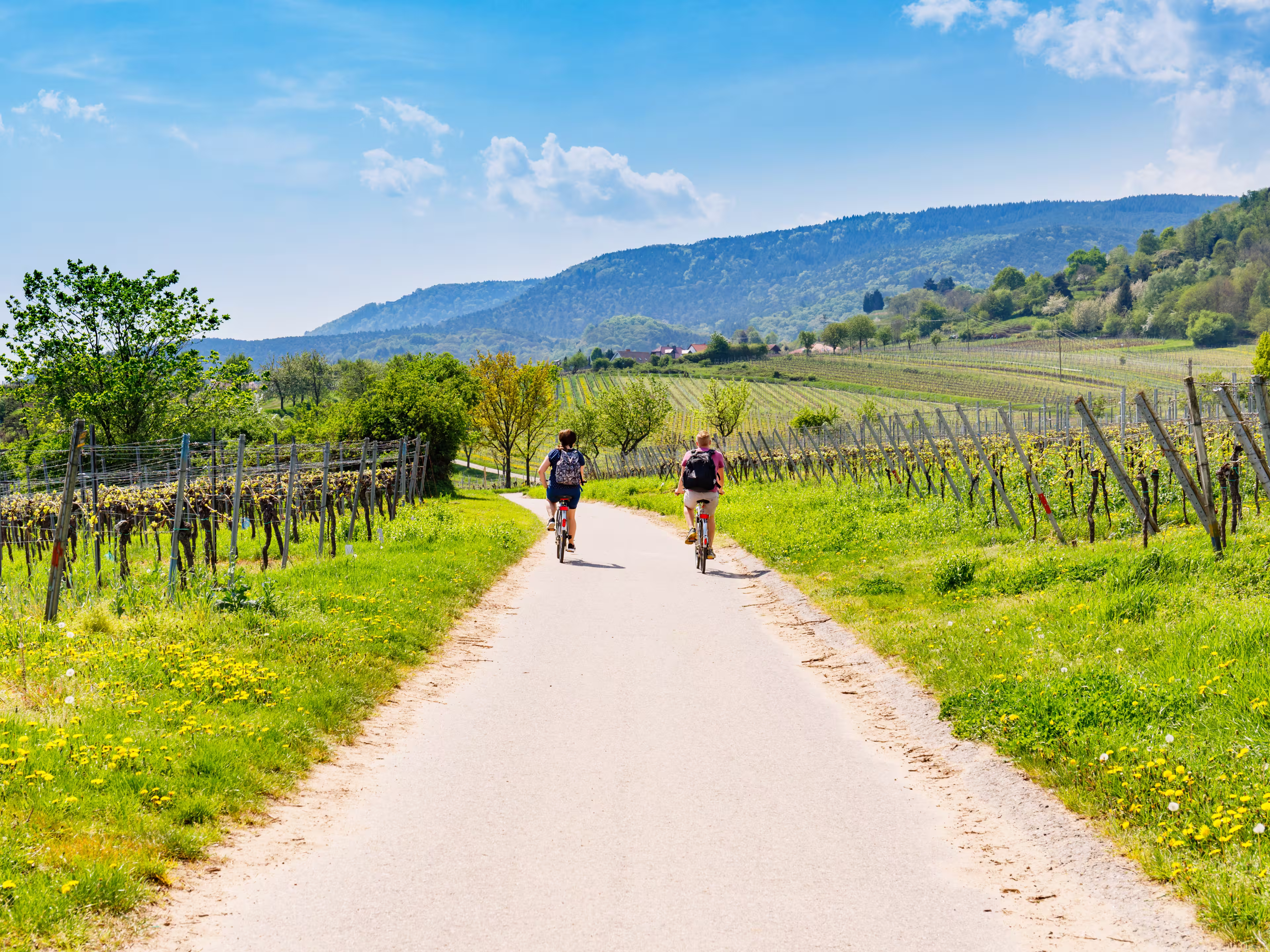 Zwei Radfahrer in den Weinbergen in der Pfalz