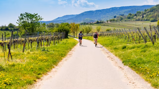 Zwei Radfahrer in den Weinbergen in der Pfalz