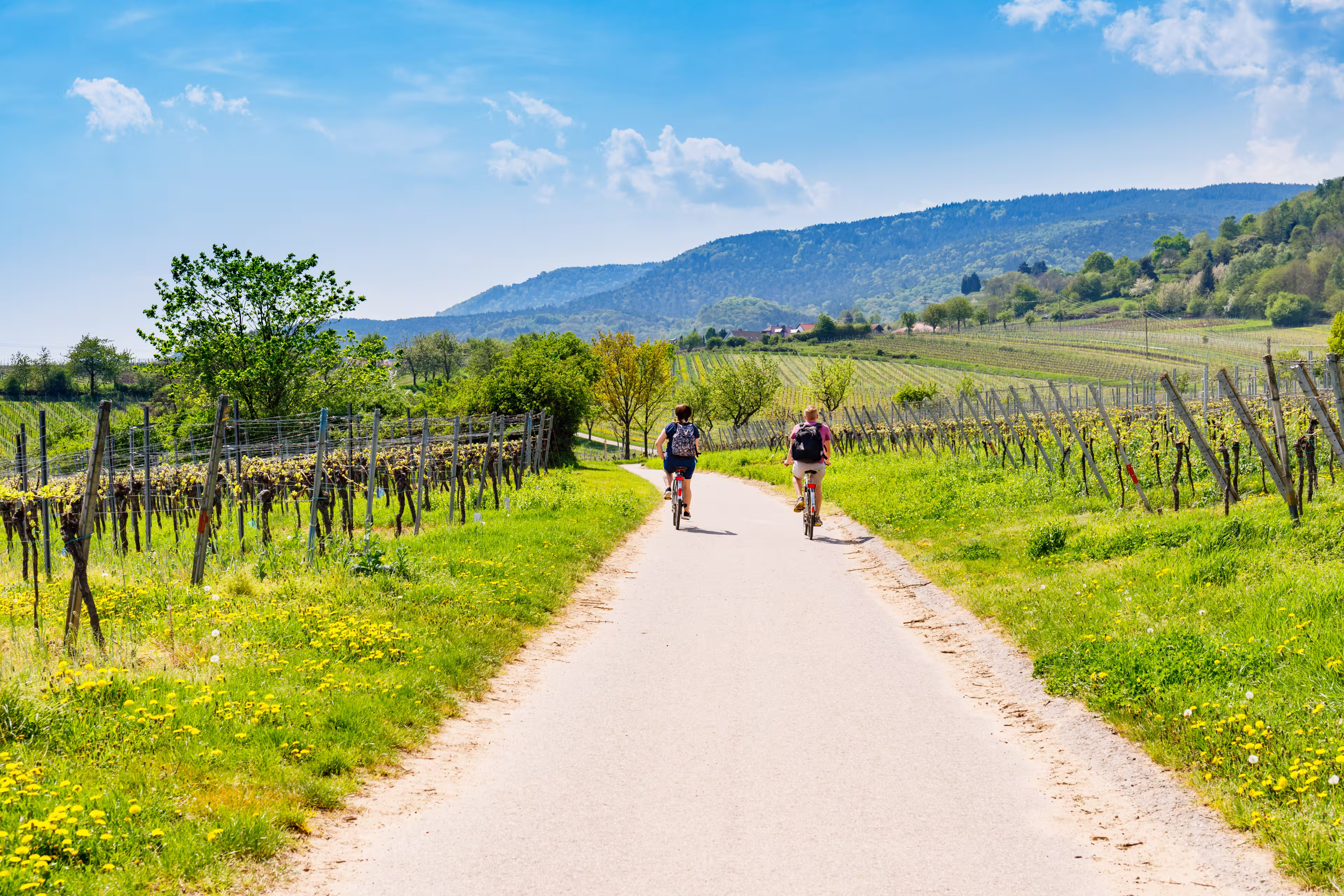 Zwei Radfahrer in den Weinbergen in der Pfalz