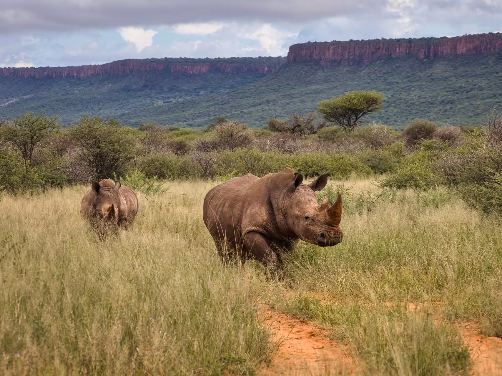 Rhinos spotted on a guided tracking hike, below the Waterberg Plateau in the plains of Namibia