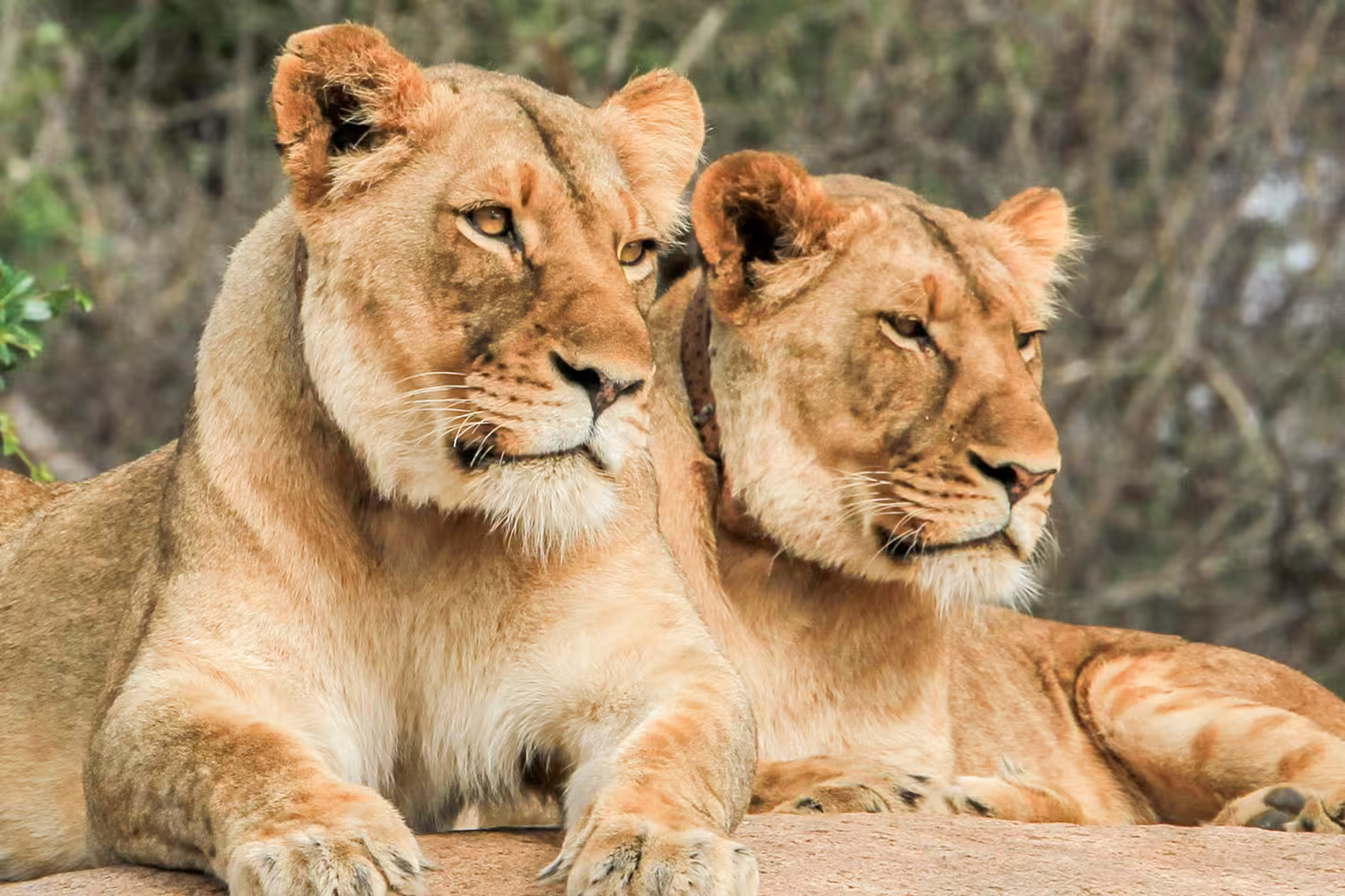 South Africa, Kruger NP, Lions