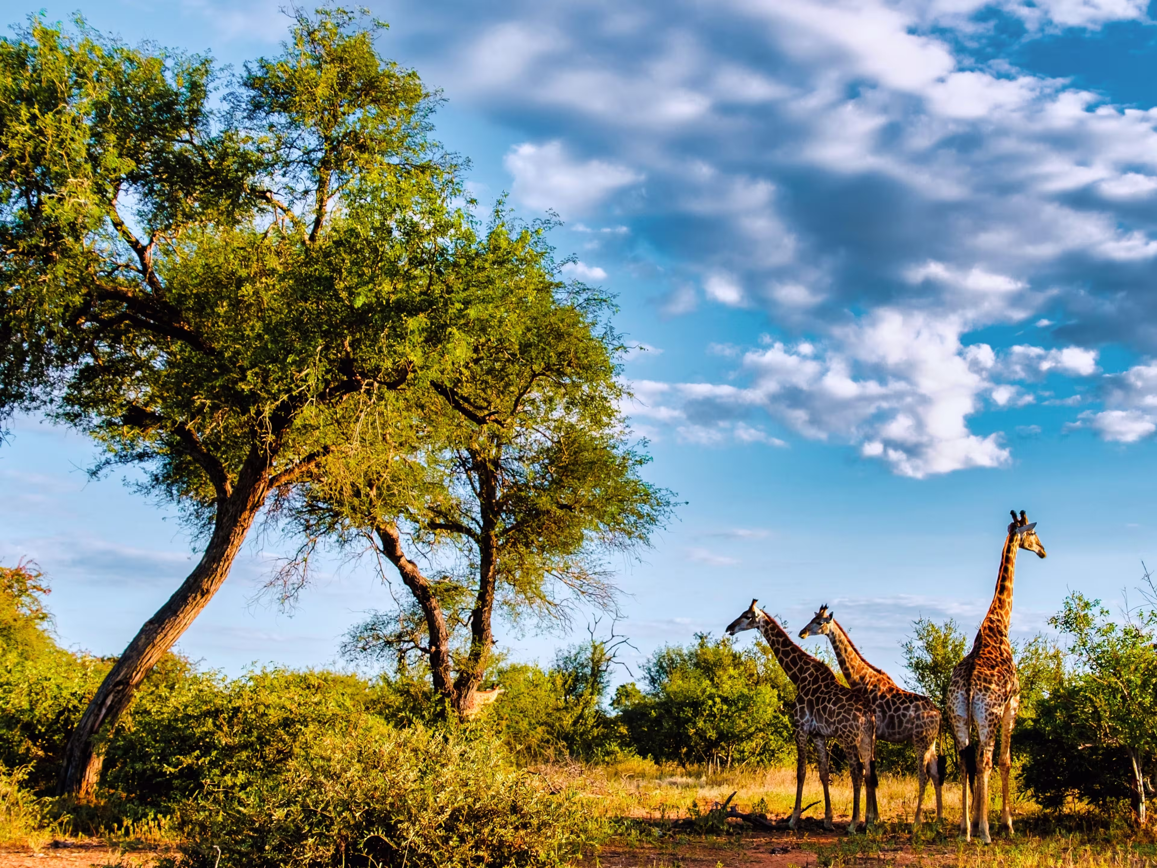 Majestic giraffes stand gracefully amidst the vibrant bushland of Kruger National Park during a stunning sunset. This serene moment captures the essence of African wildlife at dusk.
