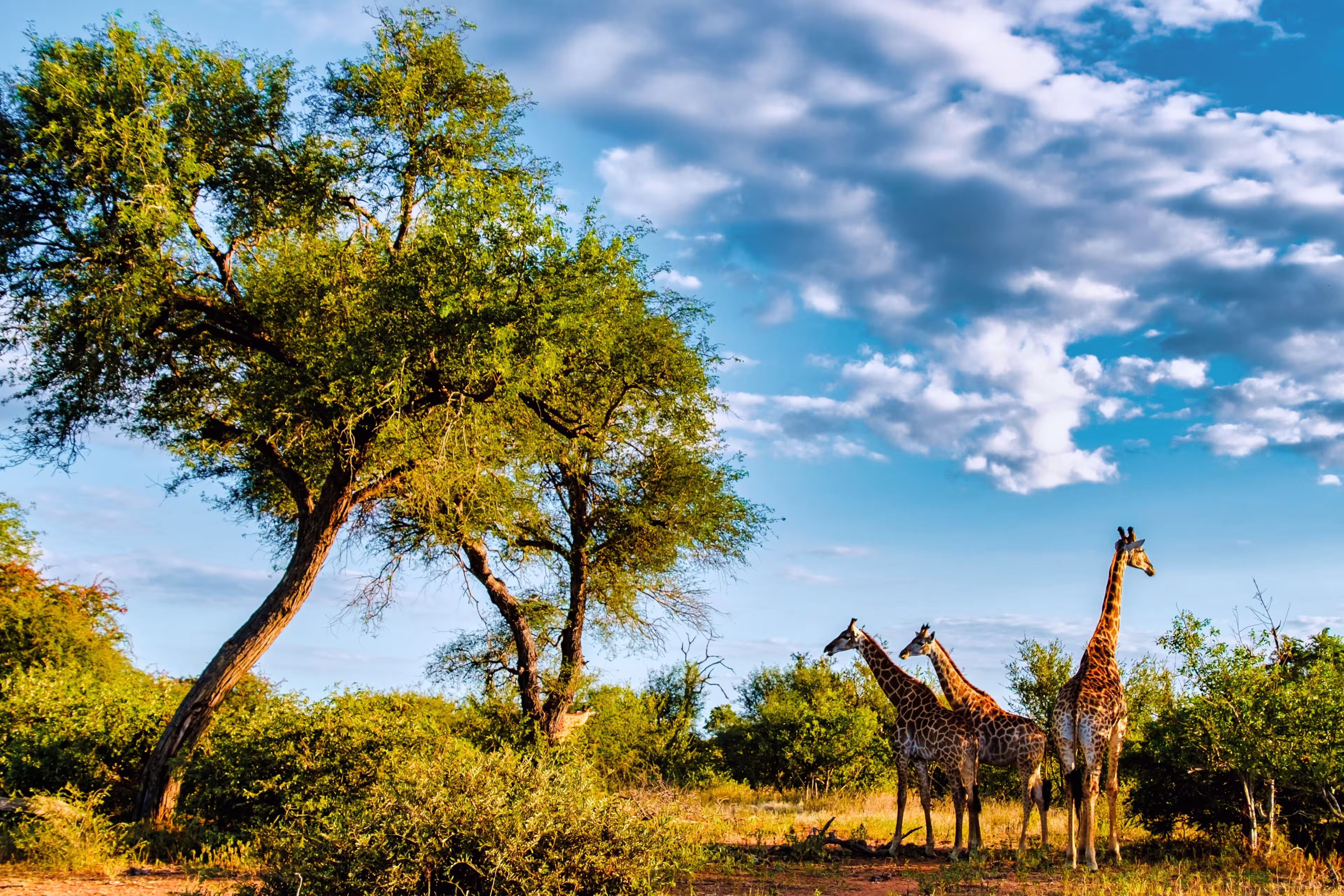 Majestic giraffes stand gracefully amidst the vibrant bushland of Kruger National Park during a stunning sunset. This serene moment captures the essence of African wildlife at dusk.
