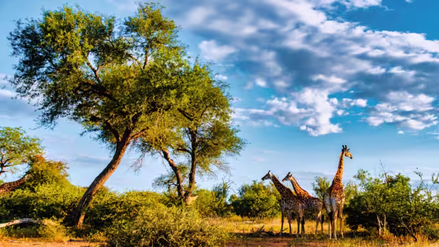 Majestic giraffes stand gracefully amidst the vibrant bushland of Kruger National Park during a stunning sunset. This serene moment captures the essence of African wildlife at dusk.