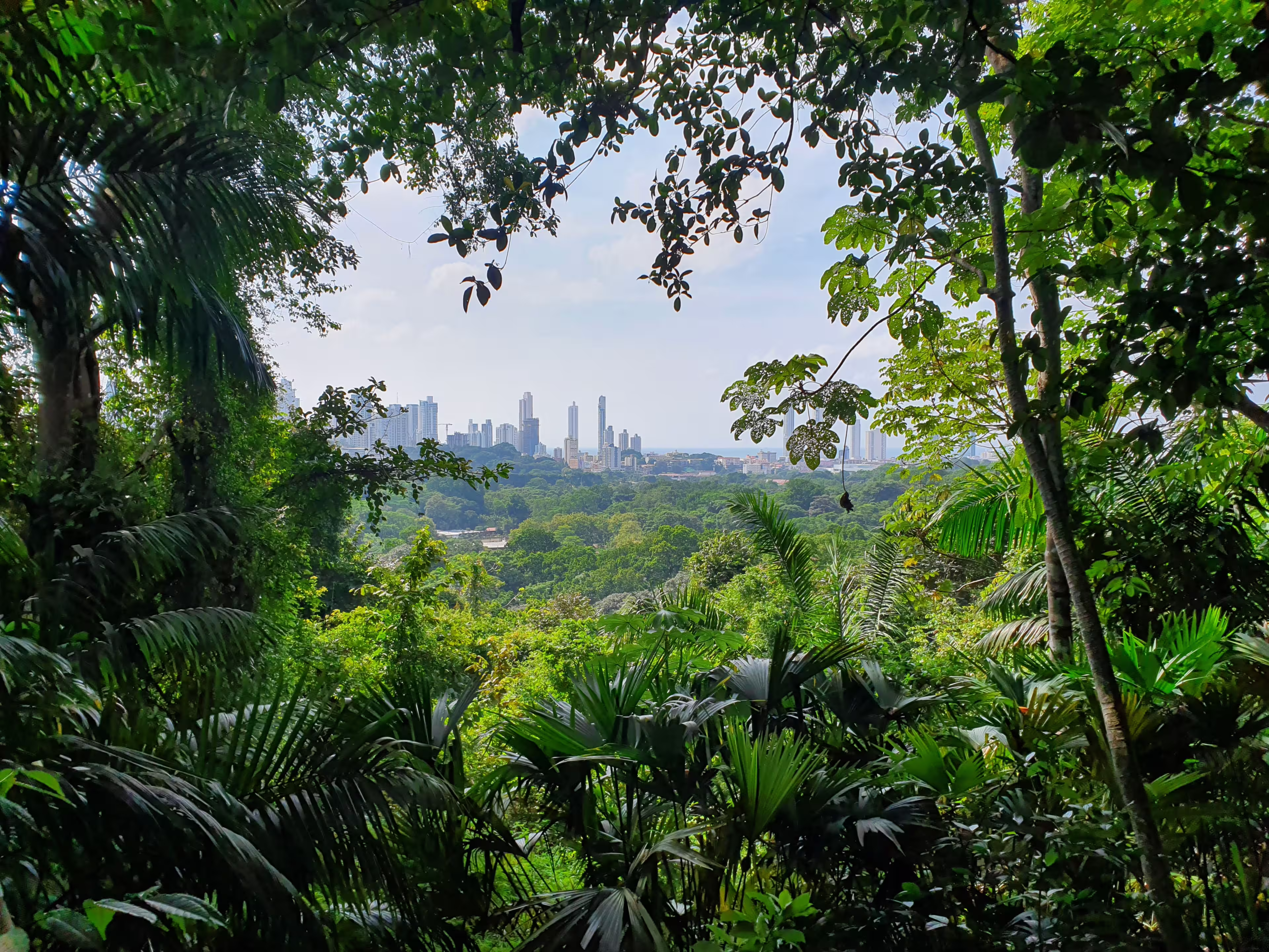 Outlook at Panama City from jungle