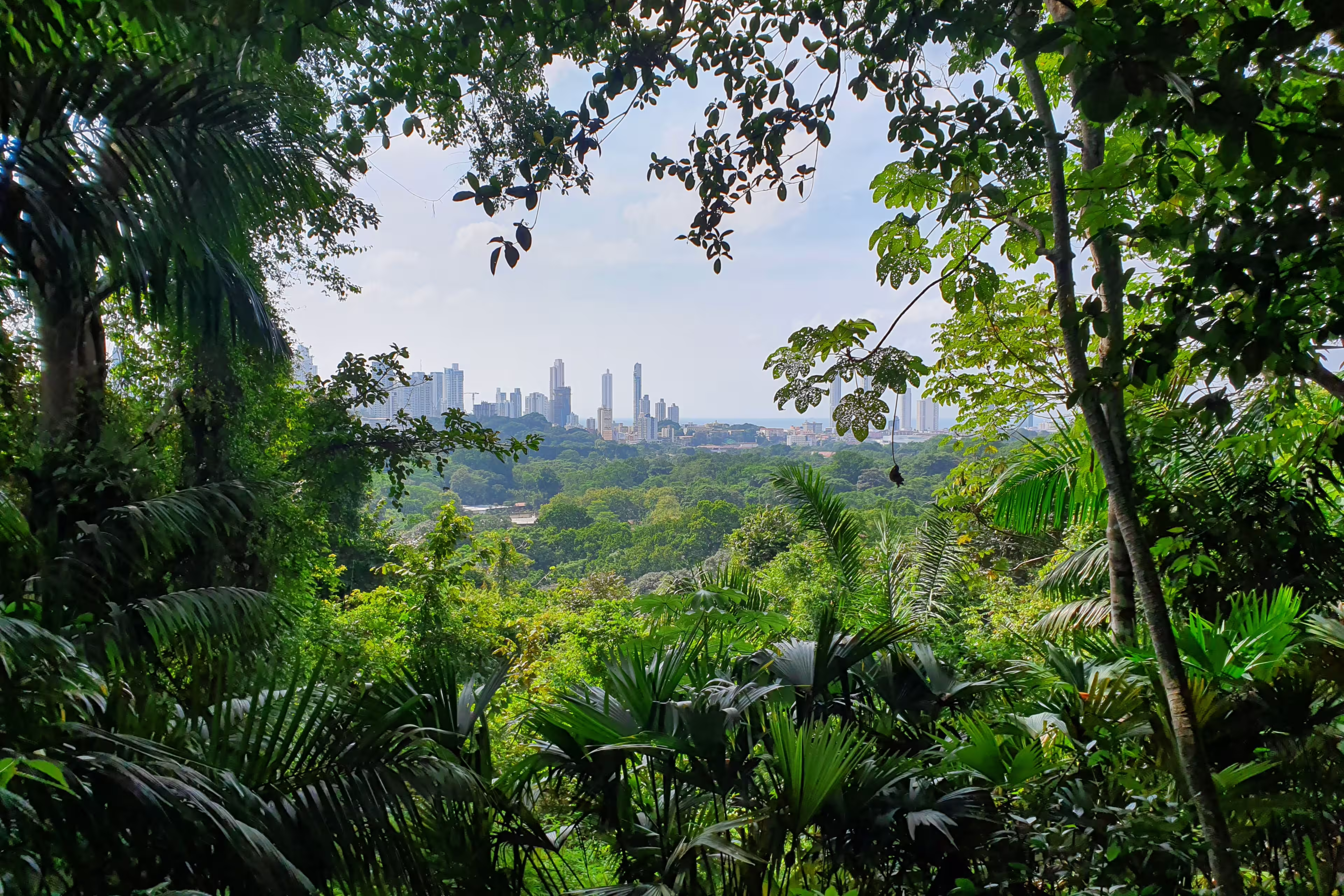 Outlook at Panama City from jungle