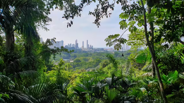 Outlook at Panama City from jungle