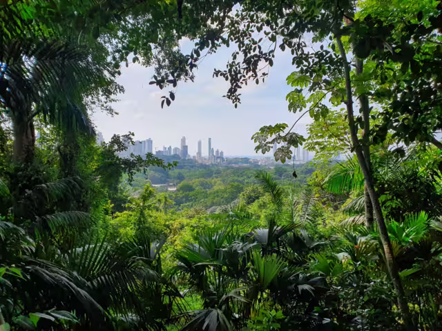 Outlook at Panama City from jungle