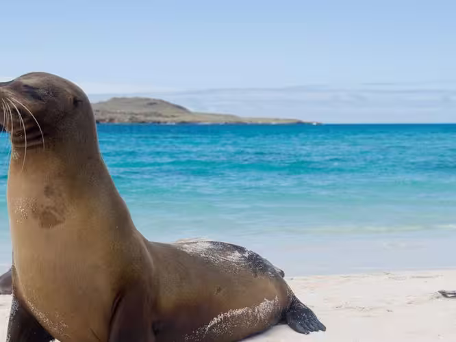 galapagos_content-seal