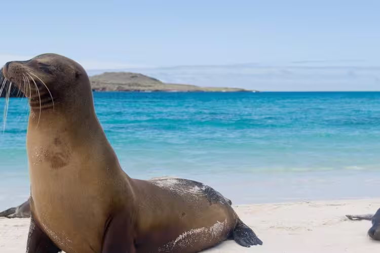 galapagos_content-seal