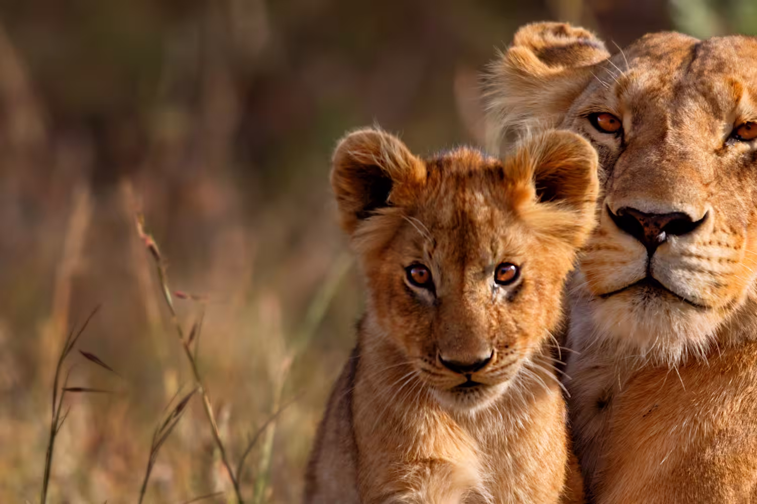 East Africa Highlights - 1