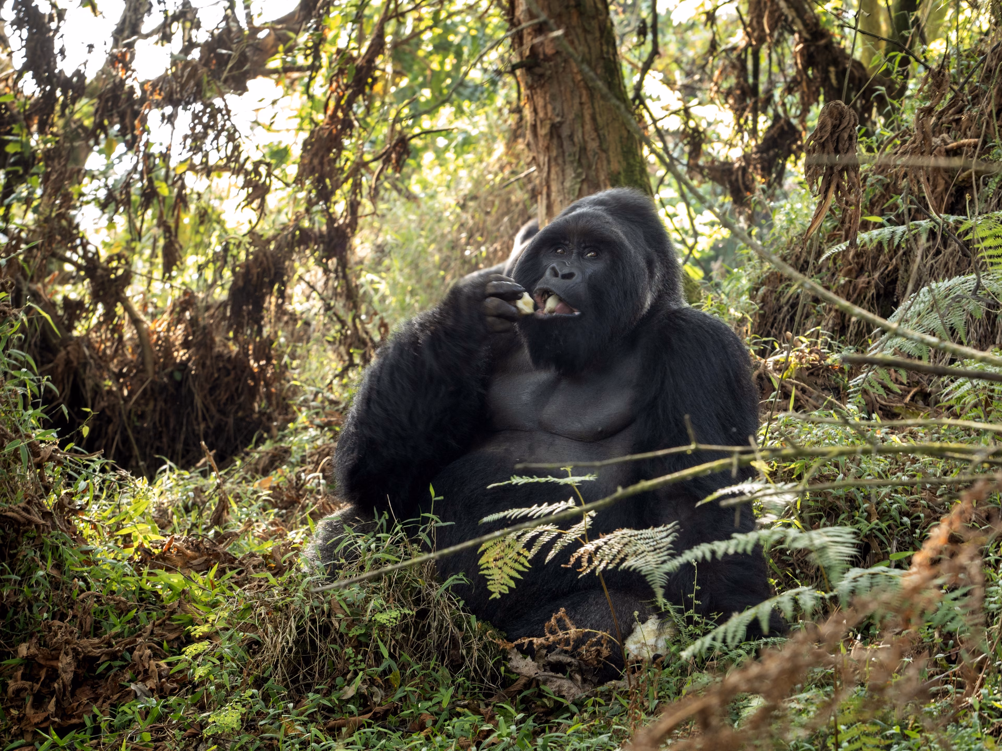 Mountain gorillas in the Mgahinga national park. Rare gorillas are hiding in the forest. Gorillas safari in Uganda.