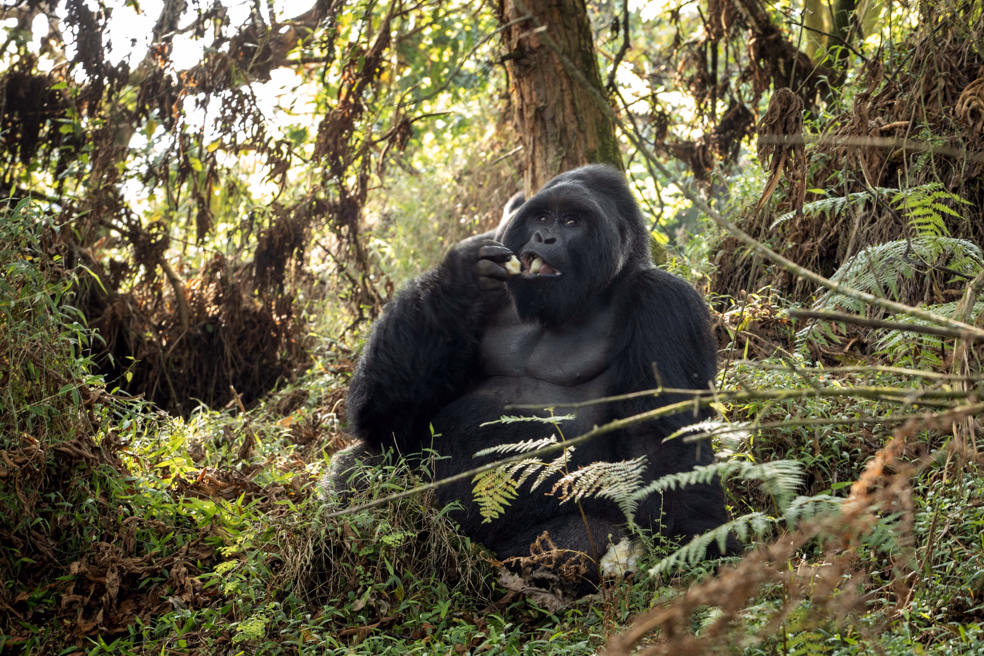 Mountain gorillas in the Mgahinga national park. Rare gorillas are hiding in the forest. Gorillas safari in Uganda.