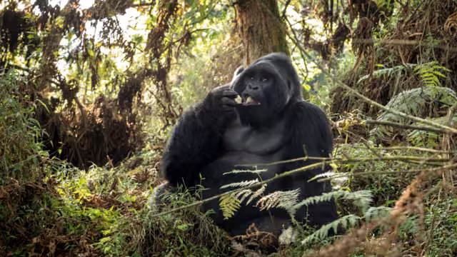 Mountain gorillas in the Mgahinga national park. Rare gorillas are hiding in the forest. Gorillas safari in Uganda.